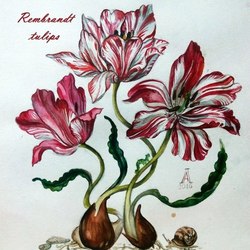 Rembrandt tulips (акварель 30Х40 2016г) 