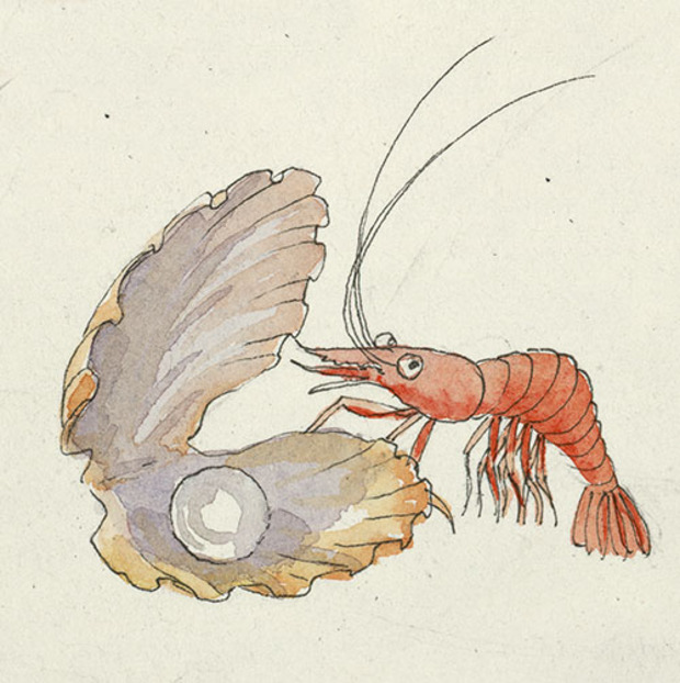Main shrimp1