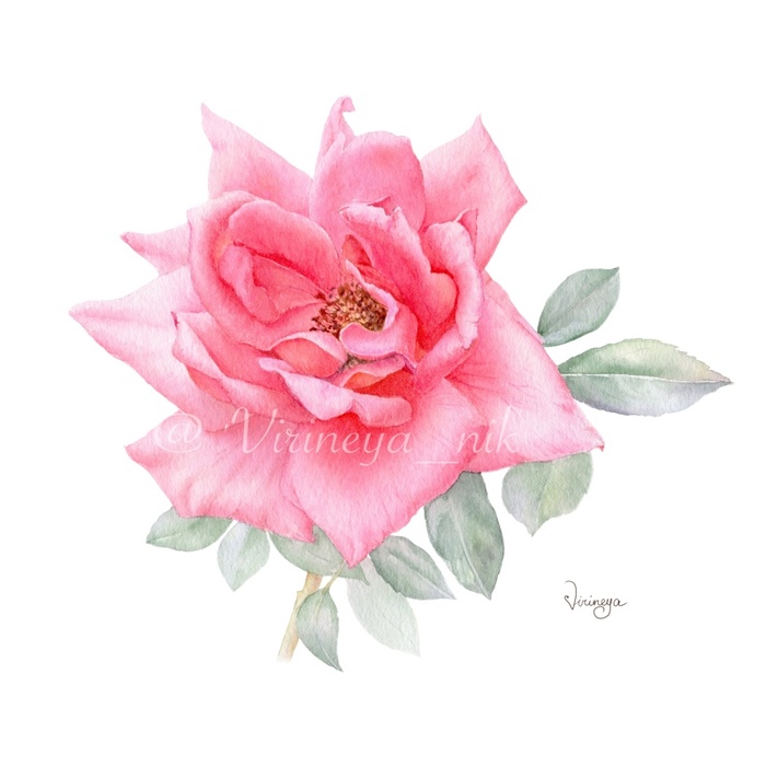 Розовая роза 