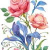 розы и ирисы