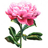 Розовый пион акварелью