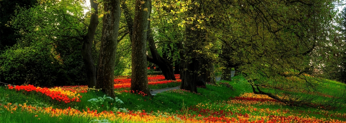 Main nature   seasons   summer     flower glade in the park 088335 
