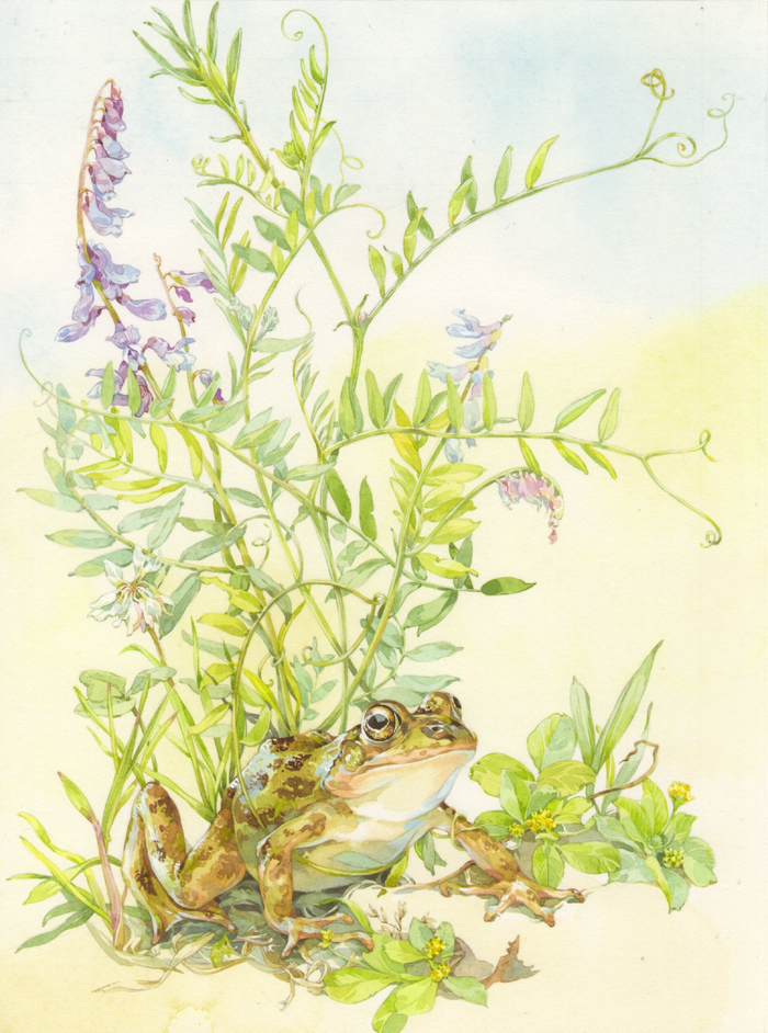 Мышиный горошек...)