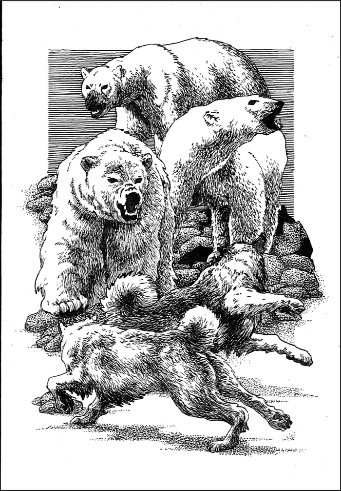 Земля Санникова. Встреча с медведями