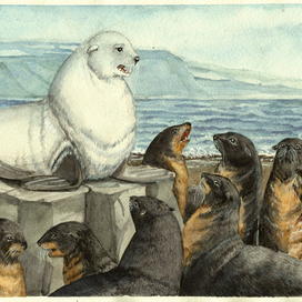 "Белый котик"