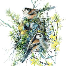 Ополовники