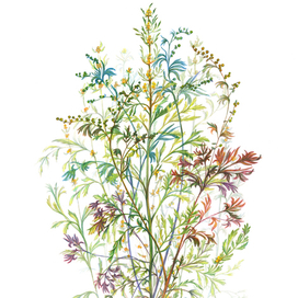 Ботаническая графика — Astemisia Taurica