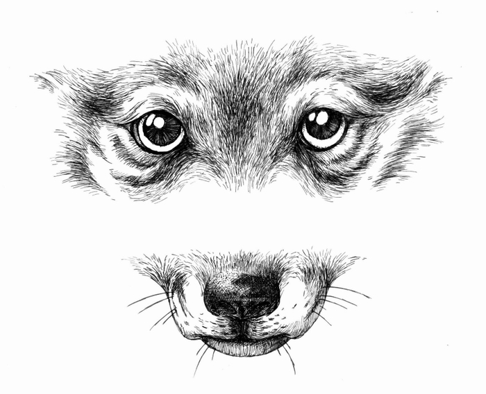 Белый Клык. Шмуцтитул к 2-й главе