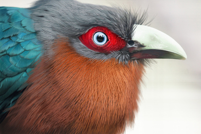 райская питичка