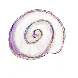 Раковина улитки янтины ломкой