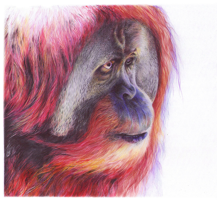 Орангутанг