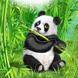 Панда.