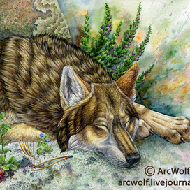 Спящий волк