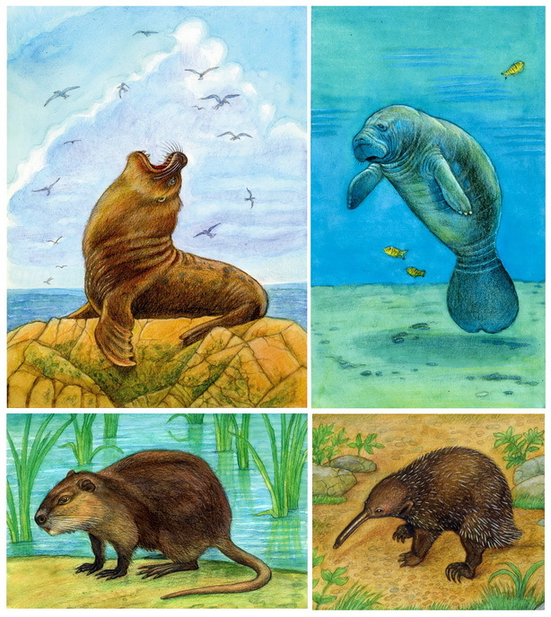 Морской лев, Ламантина, Нутрия, Проехидна.