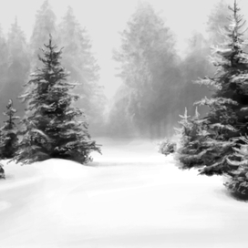 Snowy trees