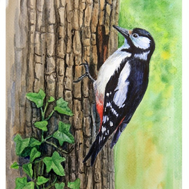 Большой пёстрый дятел