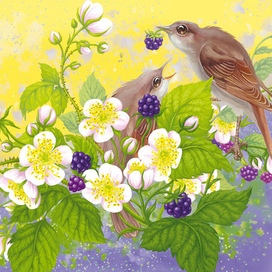 Ежевика (цветы)