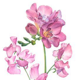 Ботаническая иллюстрация. Цветы душистого горошка и фрезия.