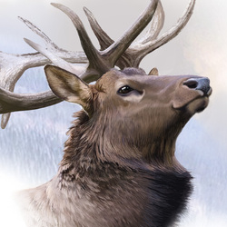 дизайн для виски