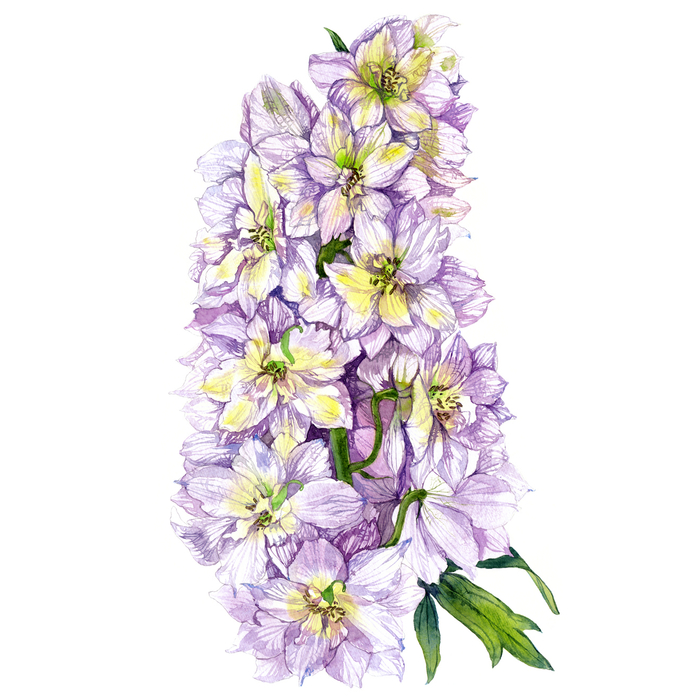 Дельфиниум