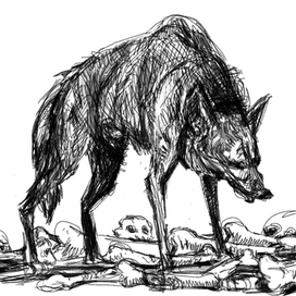 Старый волк