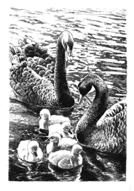 У тихих  вод.   (чёрные лебеди)