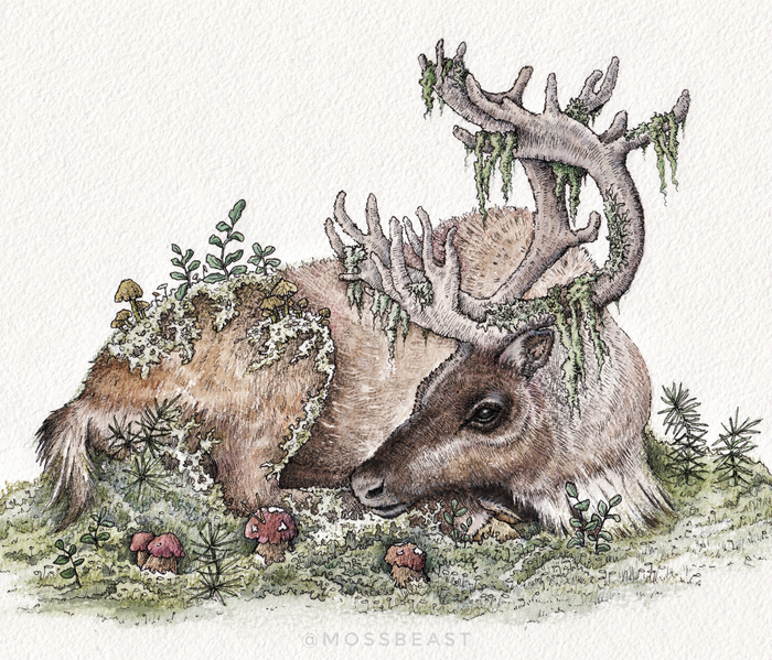 Дикий Северный Олень