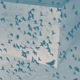 Одинокий голубь