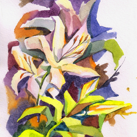 белая лилия 