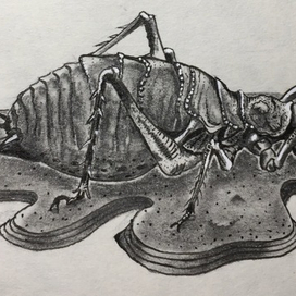 "Гигантская Уэта"