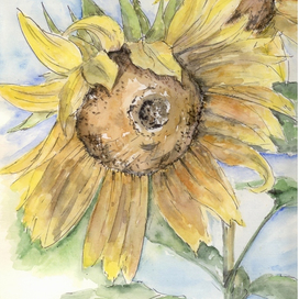 Подсолнухи