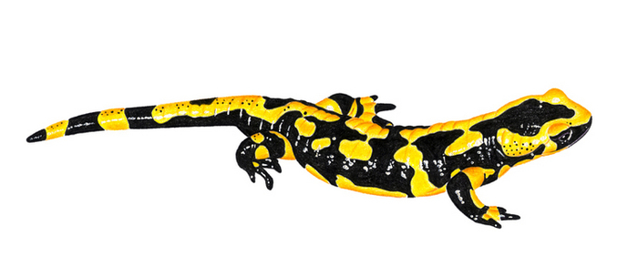 саламандра