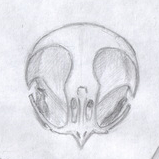 Черепа птиц