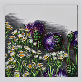 Маргаритки