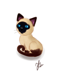 Siamese cat