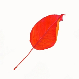 Оранжевый листик