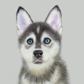 Щенок хаски 