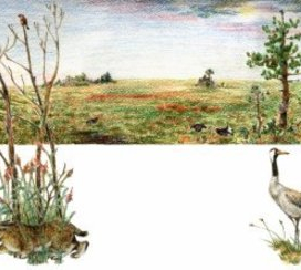 Рисунок для буклета: болото