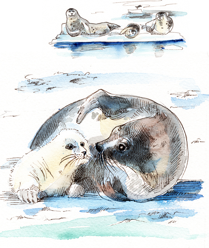 Нерпа с детынышем