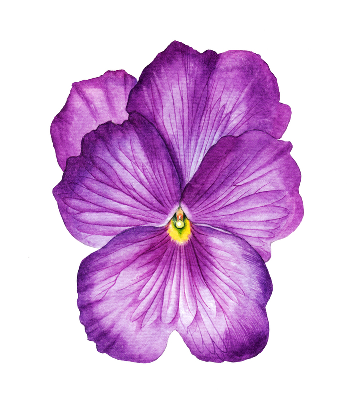 Анютины глазки