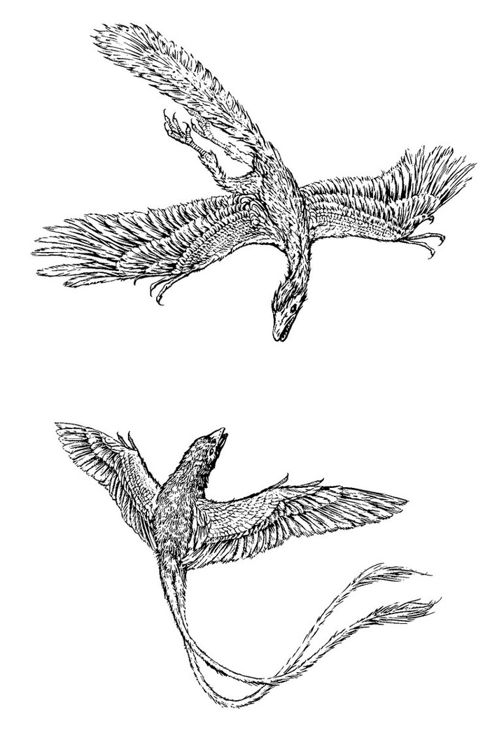 Археоптерикс vs. Конфуциусорнис