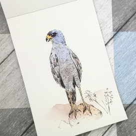 Белый певчий ястреб