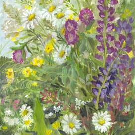 Полевые цветы