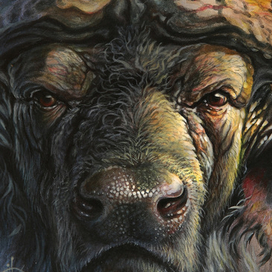 Кафрский буйвол...