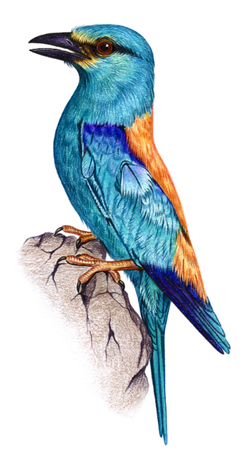 сизоворонка