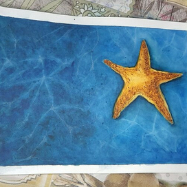 Морская звезда