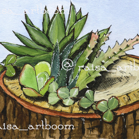 Травы (СУККУЛЕНТЫ)