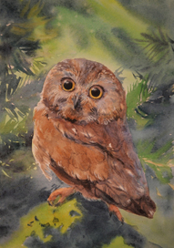 воробьиный сычик