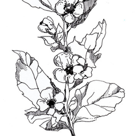 Нарисованные цветы. Контурное изображение.