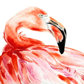 Flamingo watercolor art illustration